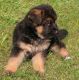 German Shepherd Puppies for sale in Hollywood, FL, USA. price: NA