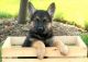 German Shepherd Puppies for sale in Hollywood, FL, USA. price: $180