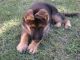 German Shepherd Puppies for sale in Hollywood, FL, USA. price: $170