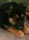 German Shepherd Puppies for sale in Cortland, NY 13045, USA. price: $800