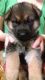 German Shepherd Puppies for sale in Akron, AL 35441, USA. price: NA