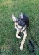 German Shepherd Puppies for sale in East Northport, NY, USA. price: NA