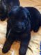 German Shepherd Puppies for sale in Ashburnham, MA, USA. price: NA