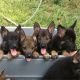 German Shepherd Puppies for sale in Davenport, FL, USA. price: NA