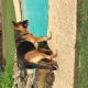 German Shepherd Puppies for sale in Magnolia, TX 77355, USA. price: $1,300