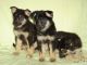 German Shepherd Puppies for sale in MO-165, Missouri, USA. price: NA