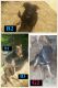 German Shepherd Puppies for sale in Cullman, AL, USA. price: NA