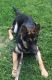 German Shepherd Puppies for sale in Riverview, MI, USA. price: NA