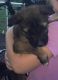German Shepherd Puppies for sale in Main St, Madison Township, OH 43125, USA. price: NA