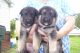 German Shepherd Puppies for sale in New York, IA 50238, USA. price: NA