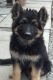 German Shepherd Puppies for sale in Montgomery, AL, USA. price: $600