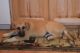 German Shepherd Puppies for sale in Tetonia, ID, USA. price: NA