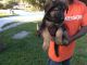 German Shepherd Puppies for sale in Fort Pierce, FL, USA. price: $1,200