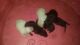 German Shepherd Puppies for sale in Lenoir, NC 28645, USA. price: $550