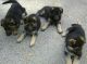German Shepherd Puppies for sale in Kentucky St, Lawrence, KS, USA. price: NA