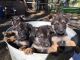 German Shepherd Puppies for sale in 7300 N Kitley Ave, Indianapolis, IN 46250, USA. price: NA