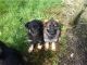 German Shepherd Puppies for sale in Ohio Dr, Plano, TX, USA. price: NA
