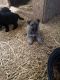 German Shepherd Puppies for sale in Brant, MI 48614, USA. price: NA
