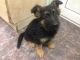 German Shepherd Puppies for sale in NJ-38, Cherry Hill, NJ 08002, USA. price: NA