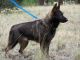 German Shepherd Puppies for sale in Woodland Park, CO 80863, USA. price: NA