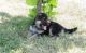 German Shepherd Puppies for sale in Harrison County, MS, USA. price: NA