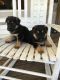German Shepherd Puppies for sale in Statesboro, GA, USA. price: NA