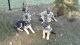 German Shepherd Puppies for sale in Fennville, MI 49408, USA. price: $850