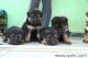 German Shepherd Puppies for sale in Pavoorchatram, Tamil Nadu 627808, India. price: 12000 INR
