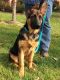 German Shepherd Puppies for sale in Galena, OH 43021, USA. price: NA