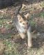 German Shepherd Puppies for sale in Pottersville, MO 65790, USA. price: NA