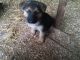 German Shepherd Puppies for sale in Maryland City, MD, USA. price: NA
