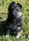 German Shepherd Puppies for sale in Baltimore, MD, USA. price: $1,200