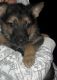 German Shepherd Puppies for sale in South Brunswick Township, NJ, USA. price: NA