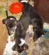 German Shepherd Puppies for sale in Caddo Mills, TX 75135, USA. price: $600