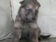 German Shepherd Puppies for sale in California St, Denver, CO, USA. price: NA