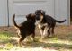 German Shepherd Puppies for sale in Greenbelt, MD, USA. price: NA