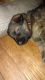 German Shepherd Puppies for sale in McConnelsville, OH 43756, USA. price: NA