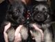 German Shepherd Puppies for sale in Los Angeles, CA 90005, USA. price: NA