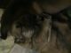 German Shepherd Puppies for sale in Wappingers Falls, NY 12590, USA. price: NA