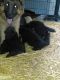 German Shepherd Puppies for sale in Alliance, OH 44601, USA. price: $1,400