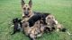 German Shepherd Puppies for sale in Caldwell, TX 77836, USA. price: NA