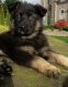 German Shepherd Puppies for sale in Damascus, OR, USA. price: $1,500