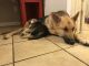 German Shepherd Puppies for sale in Centreville, VA, USA. price: NA