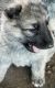 German Shepherd Puppies for sale in Liberty Hill, TX 78642, USA. price: NA