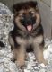 German Shepherd Puppies for sale in Hartford, CT, USA. price: NA