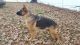 German Shepherd Puppies for sale in Jamestown, NC, USA. price: NA