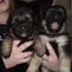 German Shepherd Puppies for sale in Lobelville, TN 37097, USA. price: $300