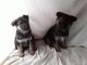 German Shepherd Puppies for sale in Rhinelander, WI 54501, USA. price: NA