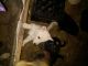 German Shepherd Puppies for sale in Peachtree Rd NE, Atlanta, GA, USA. price: $300