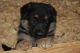 German Shepherd Puppies for sale in Harrisonburg, VA, USA. price: $550